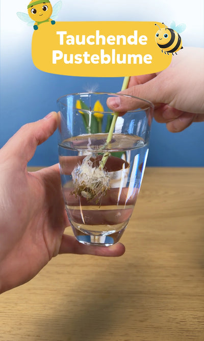 🌼 Pusteblume Experiment: Tauchende Blume