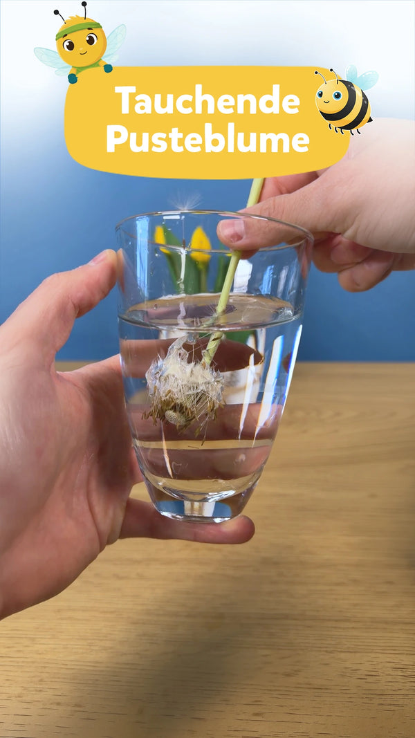 🌼 Pusteblume Experiment: Tauchende Blume