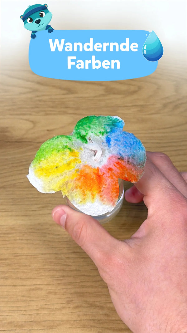 🌈 Wandernde Farben: Spannendes Wasser Experiment für Kinder